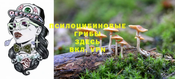 ГАЛЛЮЦИНОГЕННЫЕ ГРИБЫ Инта